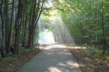 Waldweg Groß Schwansee &copy; Kirsten Willert