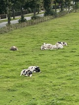 Ferienwohnung in Riepsdorf - Wohnung auf dem Lande - Bild 15