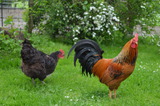 Ferienwohnung in Wangels - Bauernhof Blunck - unsere H&uuml;hner