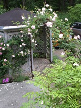 Ferienwohnung in K&uuml;hlungsborn - Ferienhaus zum Strand - und historischen Rosen