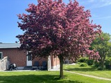 Ferienwohnung in Fehmarn OT Westermarkelsdorf - Pension Seestern - Bild 7