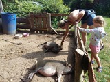 Ferienwohnung in K&uuml;kel&uuml;hn - Ferienhof Bl&ouml;hs - Die Schweine werden geb&uuml;rstet