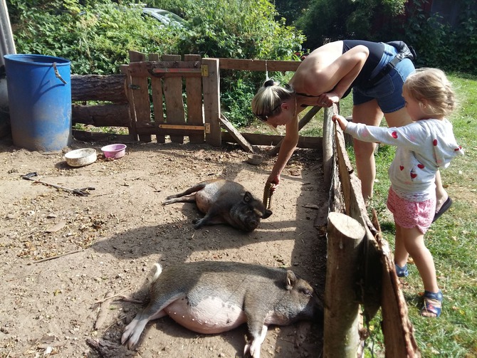 Ferienwohnung in K&uuml;kel&uuml;hn - Ferienhof Bl&ouml;hs - Die Schweine werden geb&uuml;rstet