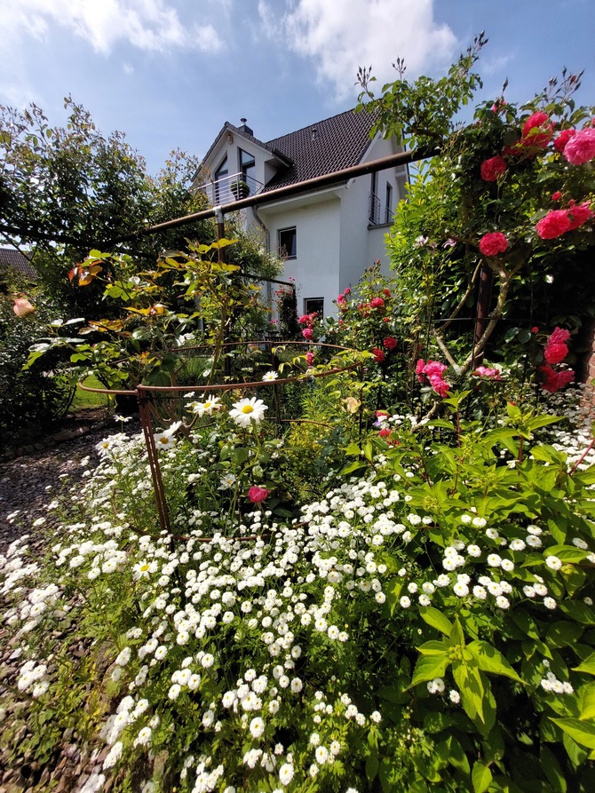 Ferienwohnung in D&ouml;hnsdorf - Haus am Steinwall - Rosengarten