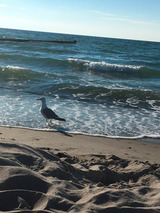 Ferienwohnung in Graal-M&uuml;ritz - Ostseeperle - M&ouml;we am Meer