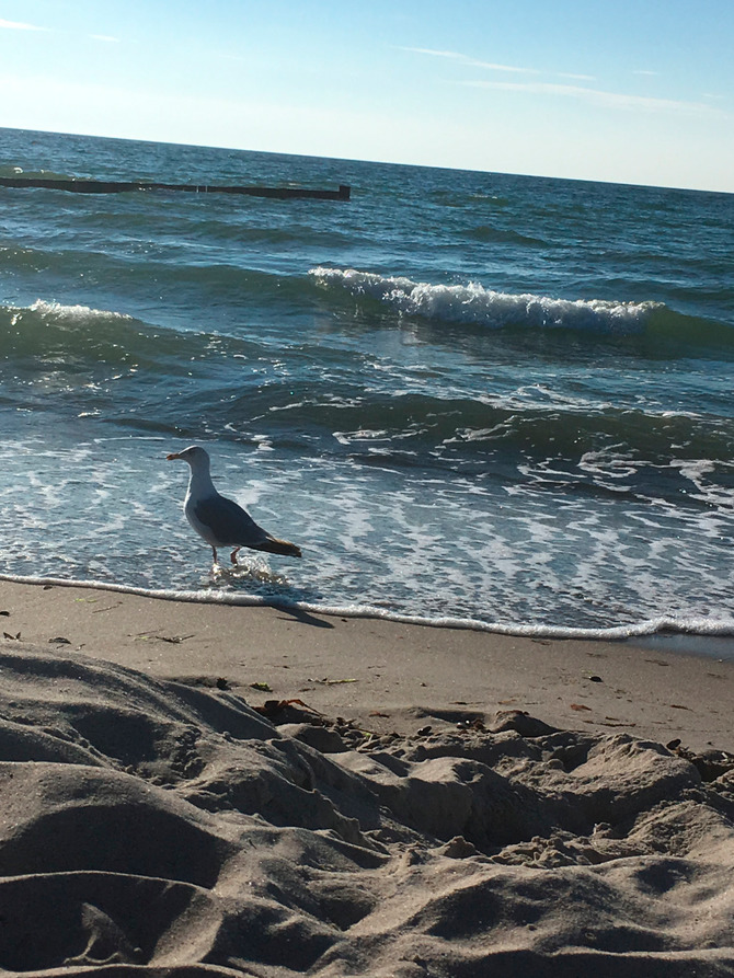 Ferienwohnung in Graal-M&uuml;ritz - Ostseeperle - M&ouml;we am Meer