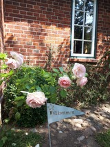 Ferienwohnung in Sch&ouml;nwalde - Reethaus Scheidekate - Bild 15