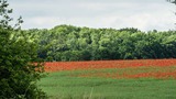 Ferienhaus in Gr&ouml;dersby - FeWo D&uuml;nung - Bild 17