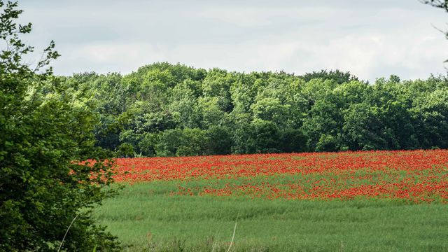 Ferienhaus in Gr&ouml;dersby - FeWo D&uuml;nung - Bild 17
