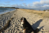 Ferienhaus in Thiessow - Ferienhaus Sch&auml;ferhund - Bild 4