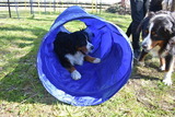 Ferienhaus in Thiessow - Ferienhaus Sch&auml;ferhund - Bild 19