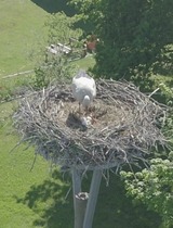 Ferienwohnung in Kenz-K&uuml;strow - Ferienwohnung am Storchnest - Bild 23