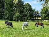 Ferienwohnung in Rieseby - Gut B&uuml;chenau - Ferienwohnung Meeresbrise - Bild 22