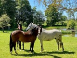 Ferienwohnung in Rieseby - Gut B&uuml;chenau - Ferienwohnung Meeresbrise - Bild 25