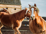 Ferienwohnung in Waase - FISCHER:IN - Ummanz - Bild 18