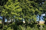 Ferienwohnung in Zingst - Strandvilla Zingst -AP 14 - Bild 21